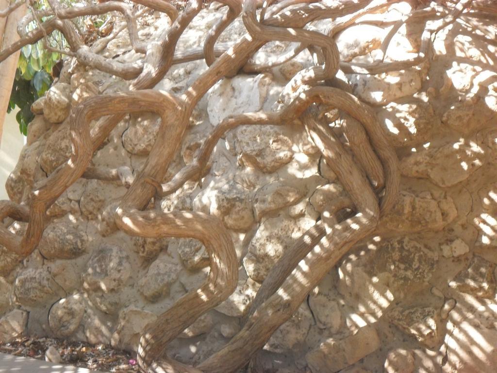 Almog Kibbutz Hotel 외부 사진
